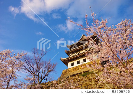 Sumoto City, Hyogo Prefecture Sumoto Castle during cherry blossom season Sumoto City, Hyogo Prefecture Sumoto Castle during cherry blossom season 98506796