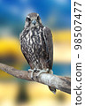 Tailed Hawk on a tree. 98507477