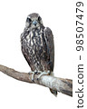 Tailed Hawk perched on a tree. Isolated on a white background. 98507479