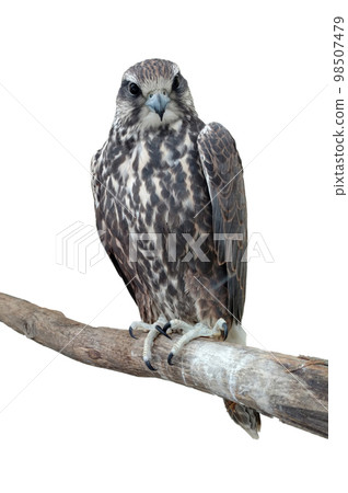 Tailed Hawk perched on a tree. Isolated on a white background. Tailed Hawk perched on a tree. Isolated on a white background. 98507479