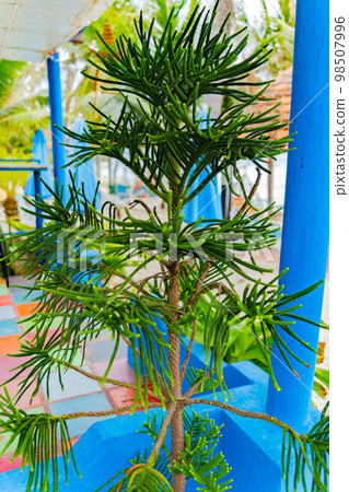 Young Araucaria. 98507996