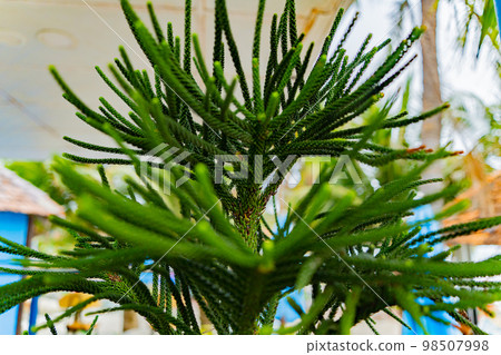 Young Araucaria. 98507998