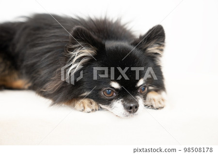 black chihuahua lying down black chihuahua lying down 98508178