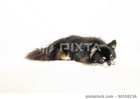 躺著的黑色吉娃娃 98508236