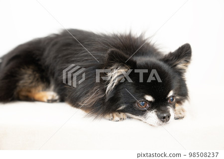 躺著的黑色吉娃娃 98508237