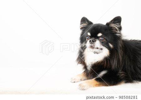 black chihuahua lying down black chihuahua lying down 98508281