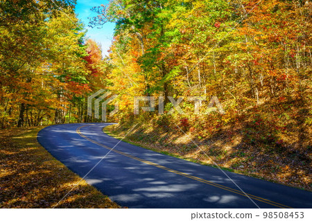 Road through fall forest Road through fall forest 98508453