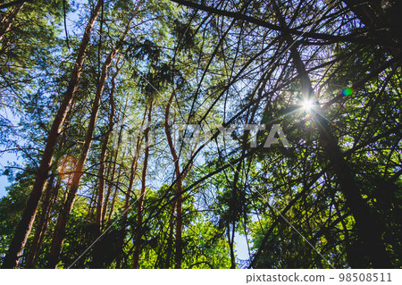 Glimpses of sun through dense forest. Pine forest in sun's rays. 98508511