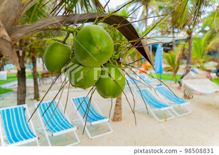 Garden and park by the sea. 98508831