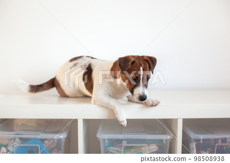 Puppy jack russell terrier lies and plays. Puppy jack russell terrier lies and plays. 98508938