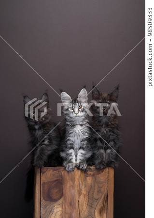 group of three maine coon kittens sitting on a wooden block side by side group of three maine coon kittens sitting on a wooden block side by side 98509333