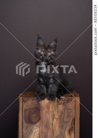 black maine coon kitten portrait on dark brown background black maine coon kitten portrait on dark brown background 98509334