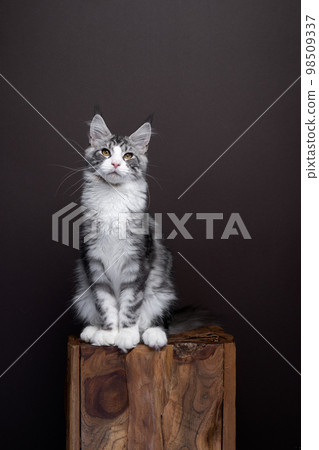 young white silver tabby maine coon cat portrait on dark brown background 98509337