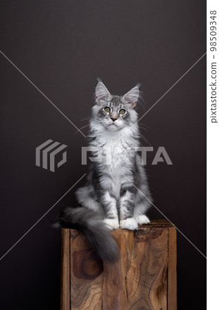 young silver tabby maine coon cat portrait on dark brown background 98509348