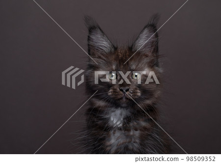 close up portrait of a beautiful black maine coon kitten looking at camera 98509352