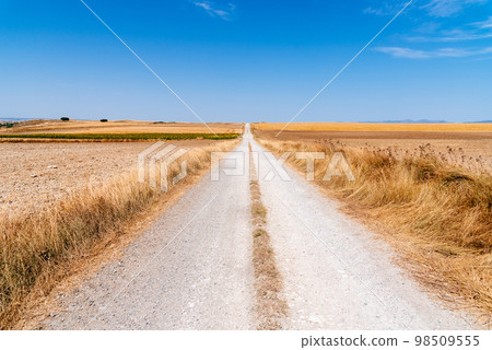 Dirt road through huge grain fields in the morning in summertime Dirt road through huge grain fields in the morning in summertime 98509555