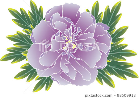 Illustration of soft violet Chinese Rose flower with leaves background. Illustration of soft violet Chinese Rose flower with leaves background. 98509918