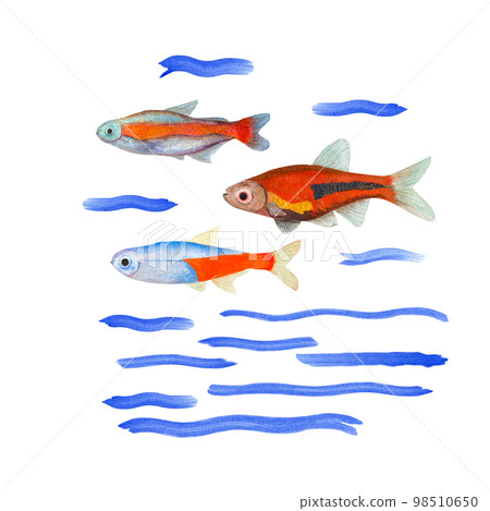 Watercolor illustration of a set of marine fauna isolated on white background. Print, design, poster, banner, background, menus, souvenirs, decor, wallpaper, fabric, textile, wrapping. Watercolor illustration of a set of marine fauna isolated on white background. Print, design, poster, banner, background, menus, souvenirs, decor, wallpaper, fabric, textile, wrapping. 98510650