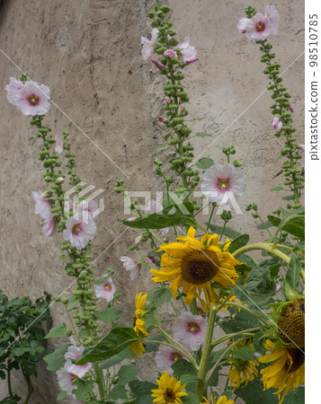 At the danube river in the austrian wachau 98510785