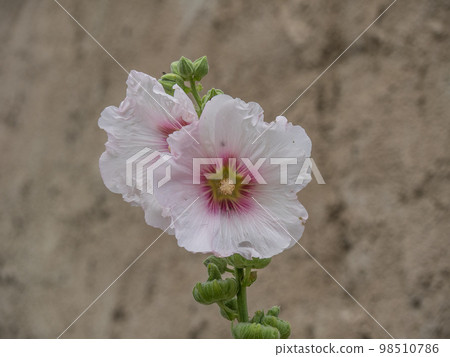 At the danube river in the austrian wachau At the danube river in the austrian wachau 98510786