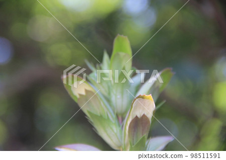 the top part of an acanthus flower / the national flower of Greece 98511591