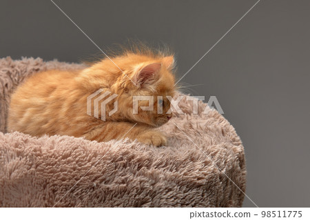 A cute fluffy ginger kitten lies on a soft ottoman for cats on a gray background, copyspace, gray background. 98511775