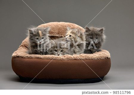 Five fluffy kittens lie on a brown sheepskin bed and look ahead, gray background, copy space 98511796