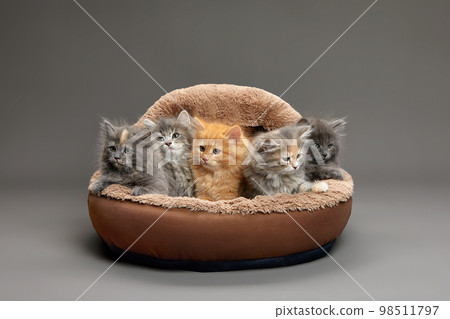 Five fluffy kittens lie on a brown sheepskin bed and look ahead, gray background, copy space. 98511797