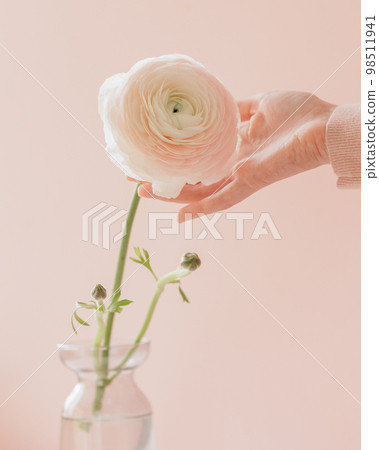 woman's hand holds buttercup flower on pink background. gift card, bouquet woman's hand holds buttercup flower on pink background. gift card, bouquet 98511941