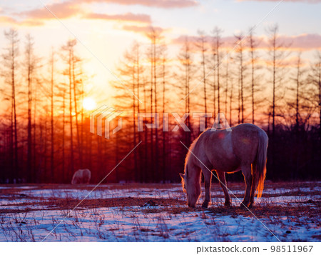 日出和北海道馬 98511967