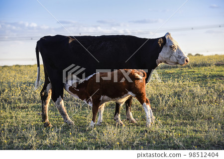 Cattle and calf calf sucking, Argentine countryside,La Pampa Province, Argentina. Cattle and calf calf sucking, Argentine countryside,La Pampa Province, Argentina. 98512404