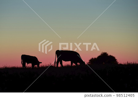 Cows silhouettes grazing, La Pampa, Patagonia, Argentina. Cows silhouettes grazing, La Pampa, Patagonia, Argentina. 98512405