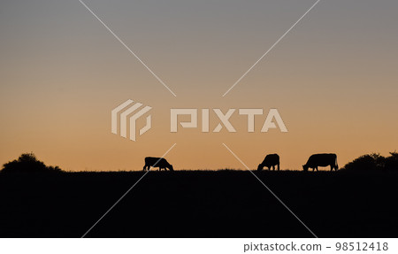 Cows silhouettes grazing, La Pampa, Patagonia, Argentina. Cows silhouettes grazing, La Pampa, Patagonia, Argentina. 98512418