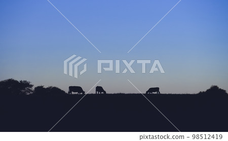 Cows silhouettes  grazing, La Pampa, Patagonia, Argentina. 98512419
