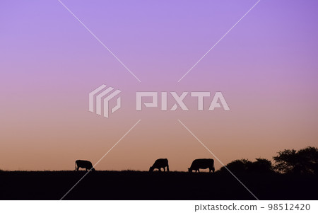 Cows silhouettes grazing, La Pampa, Patagonia, Argentina. Cows silhouettes grazing, La Pampa, Patagonia, Argentina. 98512420