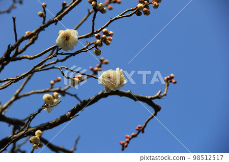 早春花/白梅花 早春花/白梅花 98512517