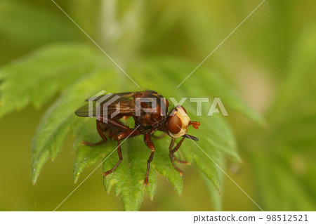 Closeup on a brown thick Furruginous Bee-grabber Fly, Sicus ferrugineus, sitting on a green leaf Closeup on a brown thick Furruginous Bee-grabber Fly, Sicus ferrugineus, sitting on a green leaf 98512521