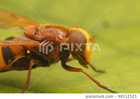 Closeup on a large hornet mimic hoverfly Volucella zonaria, sitting on a green leaf in the garden Closeup on a large hornet mimic hoverfly Volucella zonaria, sitting on a green leaf in the garden 98512523