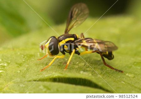 Closeup on the superb ant-hill hovervfly, Xanthogramma pedissequ Closeup on the superb ant-hill hovervfly, Xanthogramma pedissequ 98512524