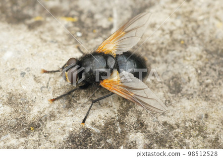 Closeup on a black and orange Noonday fly, Mesembrina meridiana sitting on the ground 98512528