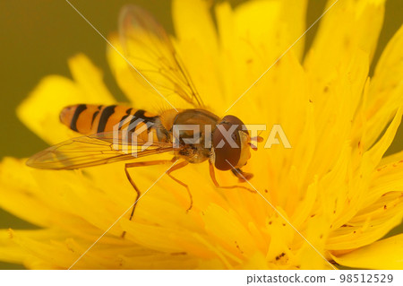 Closeup on a striped Marmelade hoverfly, Episyrphus balteatus, drinking nectar form a yellow flower in the garden 98512529