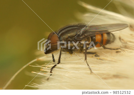 Natural closeup on the locust blowfly, Stomorhina lunata sitting in the vegetation in the garden Natural closeup on the locust blowfly, Stomorhina lunata sitting in the vegetation in the garden 98512532