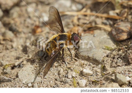 Closeup on a Dune Villa Bee fly, Villa modesta, resting on the sand in a coastal area. Closeup on a Dune Villa Bee fly, Villa modesta, resting on the sand in a coastal area. 98512533