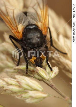 Closeup on a black and orange Noonday fly, Mesembrina meridiana sitting on a dried grass Closeup on a black and orange Noonday fly, Mesembrina meridiana sitting on a dried grass 98512534