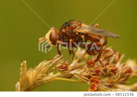 Closeup on a brown thick Furruginous Bee-grabber Fly, Sicus ferrugineus, sitting on vegetation 98512536