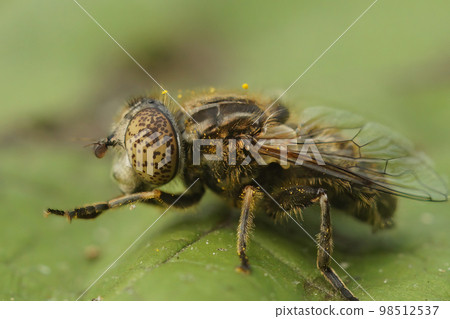 Detailed closeup on the small spotty-eyed dronefly, Eristalinus sepulchralis cleaining it's front legs Detailed closeup on the small spotty-eyed dronefly, Eristalinus sepulchralis cleaining it's front legs 98512537