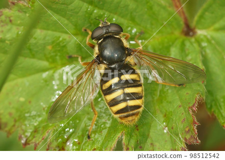 Close up the Yellow barred peat hover fly, Sericomyia silentis, Syrphidae, with spread wings on a green leaf Close up the Yellow barred peat hover fly, Sericomyia silentis, Syrphidae, with spread wings on a green leaf 98512542