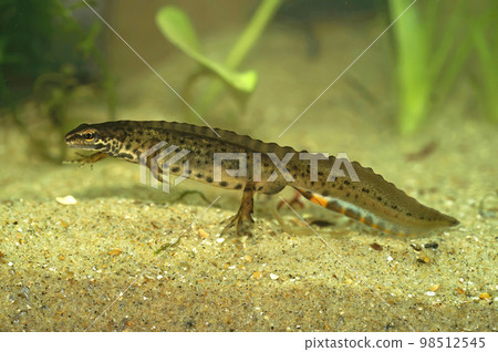Closeup on an aquatic crested male European common smooth newt, Lissotriton vulgaris underwater Closeup on an aquatic crested male European common smooth newt, Lissotriton vulgaris underwater 98512545