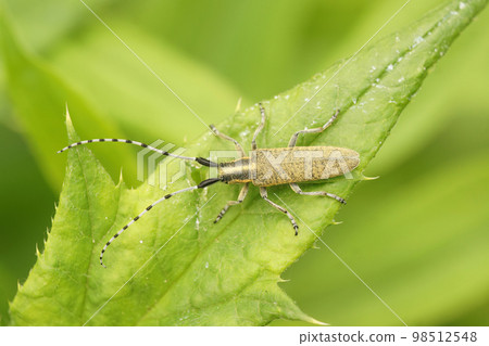 Closeup on the Golden-bloomed grey longhorn beetle, Agapanthia villosoviridescens sitting on a green leaf 98512548