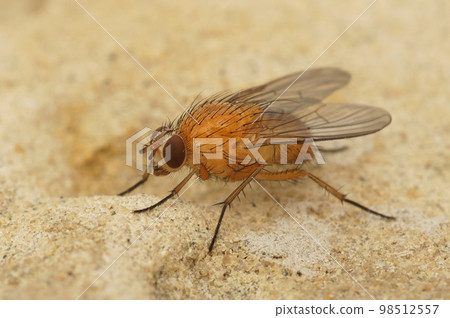 Closeup on a hairy, orange muscid fluPhaonia pallida sitting on stone Closeup on a hairy, orange muscid fluPhaonia pallida sitting on stone 98512557